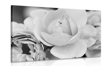 CANVAS PRINT FULL OF ROSES IN BLACK AND WHITE - BLACK AND WHITE PICTURES - PICTURES