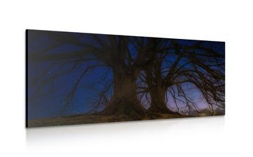 WANDBILD BÄUME IN DER NACHT - BILDER VON NATUR UND LANDSCHAFT - BILDER