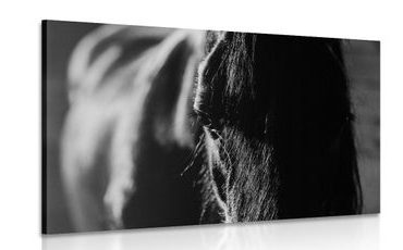 ΕΙΚΌΝΑ ΕΝΌΣ ΜΕΓΑΛΟΠΡΕΠΟΎΣ ΑΛΌΓΟΥ ΣΕ ΑΣΠΡΌΜΑΥΡΟ - ΠΊΝΑΚΕΣ ΑΣΠΡΌΜΑΥΡΕΣ - ΠΊΝΑΚΕΣ