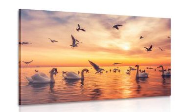 TABLEAU SUR TOILE – CYGNES SUR LA MER - IMAGES D'ANIMAUX - TABLEAUX