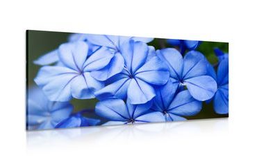 CANVAS PRINT PICTURESQUE BLUE FLOWERS - PICTURES FLOWERS - PICTURES