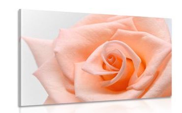 CANVAS PRINT ROSE IN A PEACH SHADE - PICTURES FLOWERS - PICTURES