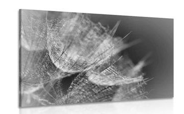 IMPRESSION SUR TOILE MACRO PISSENLIT EN NOIR ET BLANC EN ARRIÈRE PLAN - IMPRESSIONS SUR TOILE NOIR ET BLANC - IMPRESSION SUR TOILE