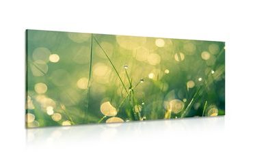 CANVAS PRINT MORNING DEW - PICTURES OF NATURE AND LANDSCAPE - PICTURES