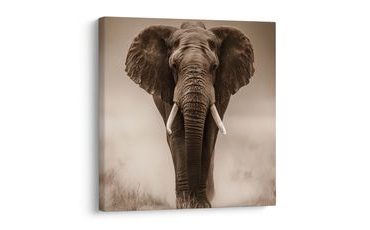 SLIKA AFRIŠKI SLON V MEGLI - SLIKE SLONI - SLIKE