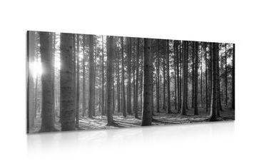 CANVAS PRINT MORNING IN THE FOREST IN BLACK AND WHITE - BLACK AND WHITE PICTURES - PICTURES