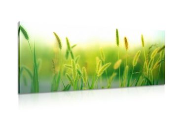 Obraz steblá trávy v zelenom prevedení