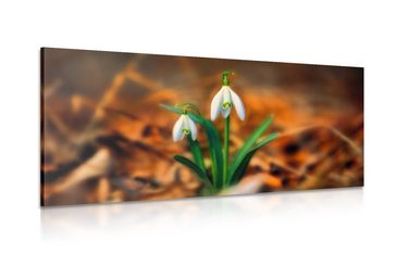 Obraz jarná snežienka