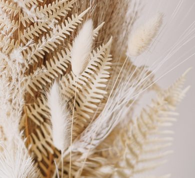 Pampas grass