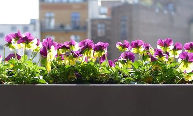kvety na balkóne