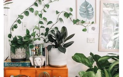 Feng Shui radí: pridajte do interiéru viac zelene