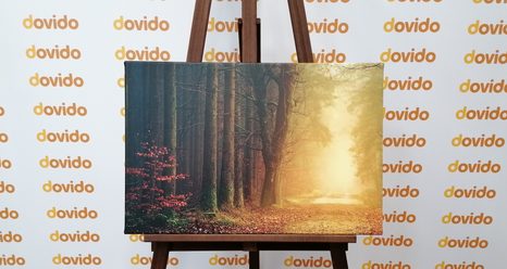 SLIKA GOZDNA POT - SLIKE NARAVE IN POKRAJINE - SLIKE