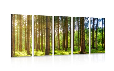 5-PIECE CANVAS PRINT SUNNY MORNING IN THE FOREST - PICTURES OF NATURE AND LANDSCAPE - PICTURES