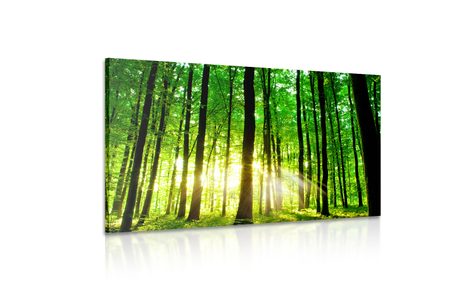 WANDBILD FRISCHER GRÜNER WALD - BILDER VON NATUR UND LANDSCHAFT - BILDER