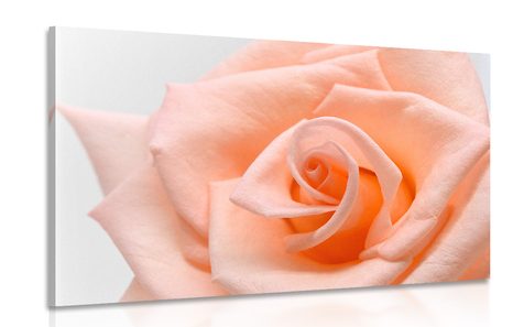 CANVAS PRINT ROSE IN A PEACH SHADE - PICTURES FLOWERS - PICTURES