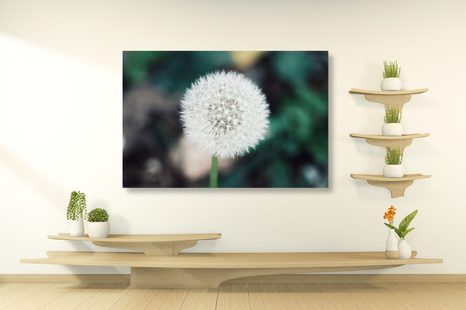 OBRAZ BÍLÁ NADÝCHANÁ PAMPELIŠKA - OBRAZY - TOTÁLNÍ VÝPRODEJ 🔥