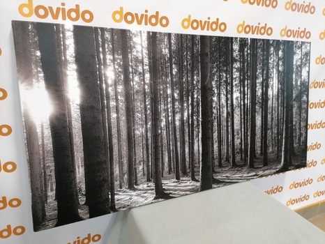 SLIKA JUTRO U ŠUMI U CRNO-BIJELOM DIZAJNU - CRNO-BIJELE SLIKE - SLIKE