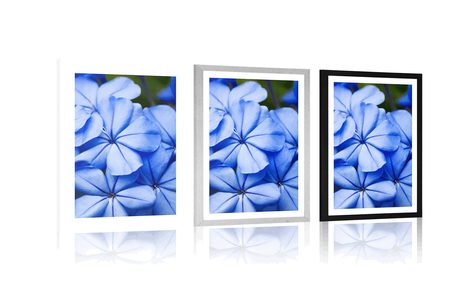 POSTER WITH MOUNT WILD BLUE FLOWERS - FLOWERS - POSTERS