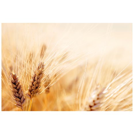 CARTA DA PARATI AUTOADESIVA – CAMPO DI GRANO - CARTA DA PARATI AUTOADESIVE - CARTA DA PARATI