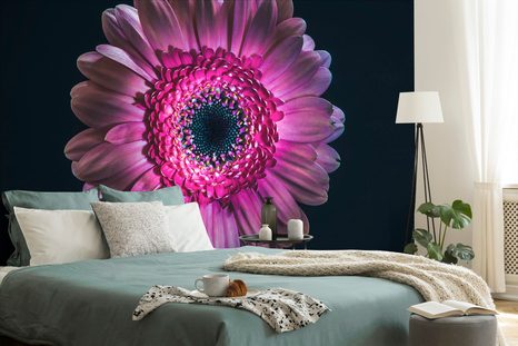 SAMOLEPÍCÍ TAPETA PURPUROVÁ GERBERA - SAMOLEPÍCÍ TAPETY - TAPETY