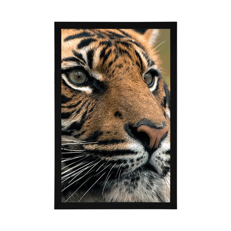POSTER BENGAL-TIGER - TIERE - POSTER