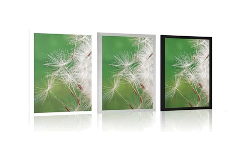 AFFICHE – GRAINES DE PISSENLIT - FLEURS - AFFICHES