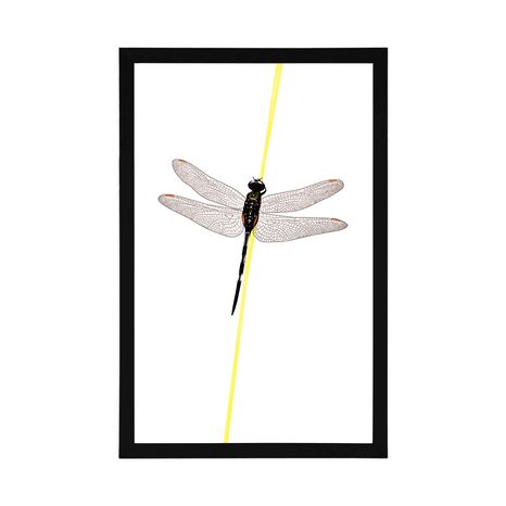 POSTER ZAUBER DER LIBELLE - MOTIVE AUS UNSERER WERKSTATT - POSTER