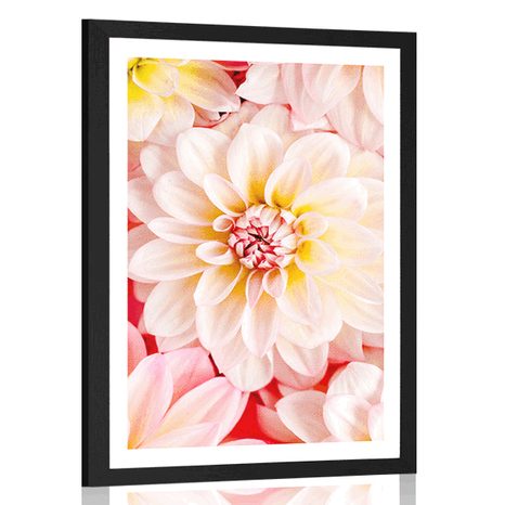 AFFICHE AVEC MONTURE FLEURS DE DAHLIA PASTEL - FLEURS - AFFICHES