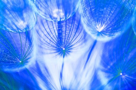 STAMPA SU TELA – SOFFIONE IN TONALITÀ BLU - QUADRI DI FIORI - STAMPE E QUADRI