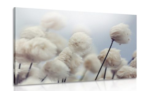 CANVAS PRINT ARCTIC COTTON FLOWERS - PICTURES FLOWERS - PICTURES