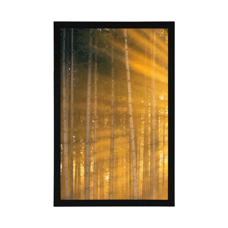 PLAKAT SUNCE IZA STABALA - PRIRODA - PLAKATI