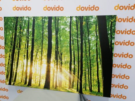 WANDBILD FRISCHER GRÜNER WALD - BILDER VON NATUR UND LANDSCHAFT - BILDER