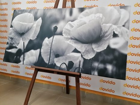 OBRAZ KRÁSNÉ POLE VLČÍCH MÁKŮ V ČERNOBÍLÉM PROVEDENÍ - ČERNOBÍLÉ OBRAZY - OBRAZY