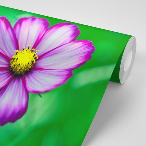 CARTA DA PARATI AUTOADESIVA – FIORE DA GIARDINO DI COSMEA - CARTA DA PARATI AUTOADESIVE - CARTA DA PARATI