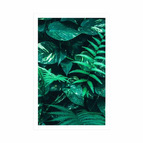 POSTER – FOGLIE TROPICALI FRESCHE - NATURA - POSTER