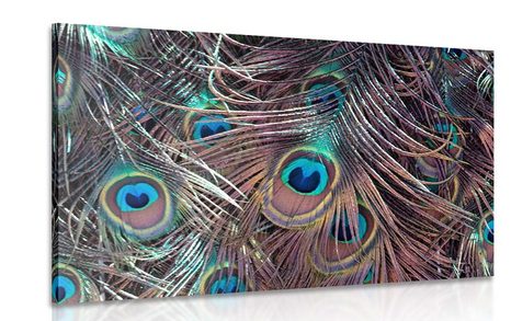 CANVAS PRINT PEACOCK FEATHER