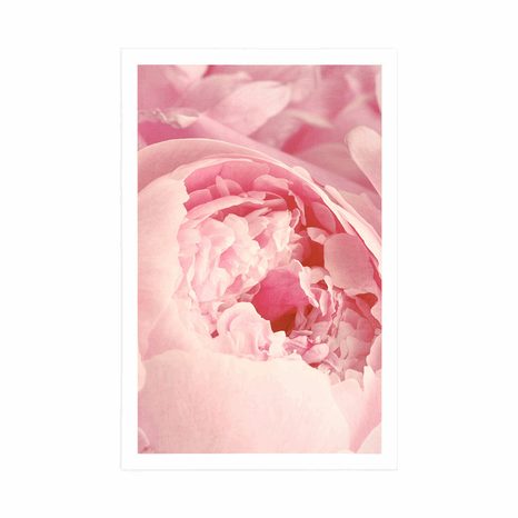 PLAKAT LATICE CVIJETA - CVIJEĆE - PLAKATI