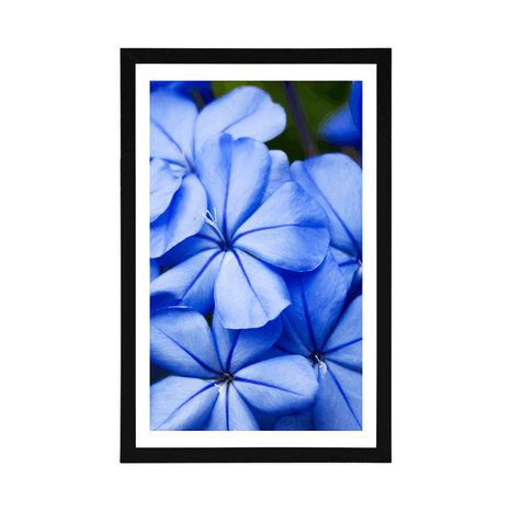 POSTER WITH MOUNT WILD BLUE FLOWERS - FLOWERS - POSTERS