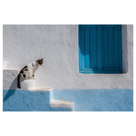 WANDBILD KATZE AUF BLAUEN TREPPEN - BILDER VON KATZEN - BILDER