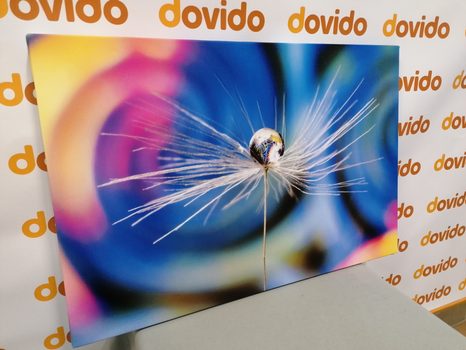 OBRAZ KVAPKA ROSY NA FAREBNOM POZADÍ - OBRAZY KVETOV - OBRAZY