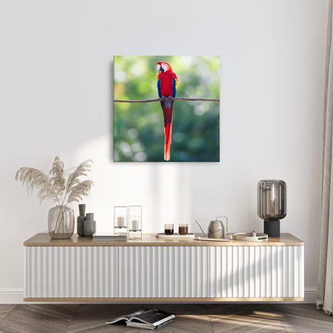 OBRAZ TROPICKÝ PTÁK V PŘÍRODĚ - OBRAZY PTÁCI - OBRAZY