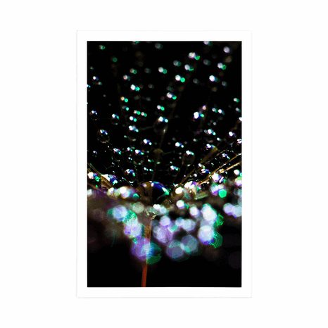 POSTER WASSERTROPFEN AUF DEM LÖWENZAHN - BLUMEN - POSTER