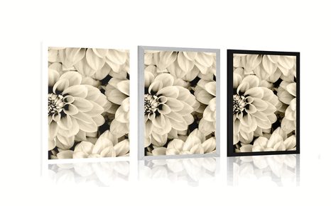 POSTER BLÜTEN DER DAHLIE IN SEPIA - SCHWARZ-WEISS - POSTER