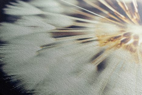 WANDBILD LÖWENZAHN AUF DUNKLEM HINTERGRUND - BILDER BLUMEN - BILDER