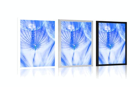 PLAKÁT PAMPELIŠKA V MODRÉM PROVEDENÍ - KVĚTINY - PLAKÁTY