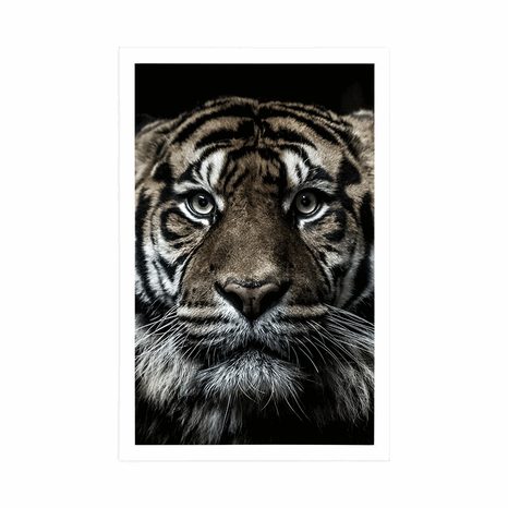 POSTER TIGER - TIERE - POSTER
