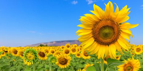 CANVAS PRINT SUNFLOWER FIELD - PICTURES - 🔥 TOTAL SALE 🔥