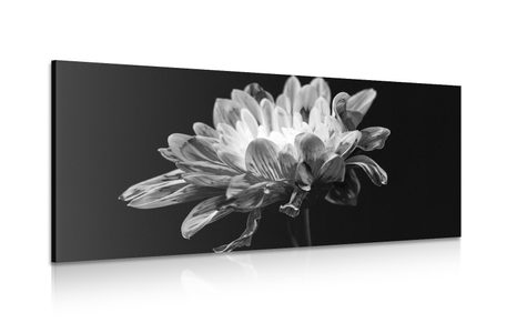 CANVAS PRINT DAISY IN BLACK AND WHITE - BLACK AND WHITE PICTURES - PICTURES