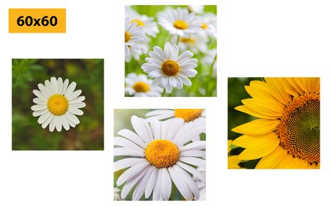 SET DI QUADRI – FIORI DI CAMPO - COLLEZIONI DI QUADRI - STAMPE E QUADRI