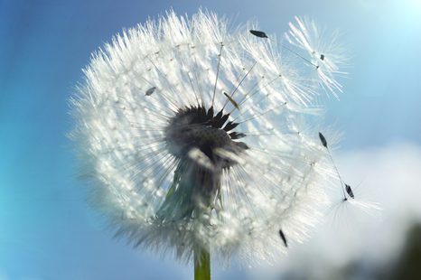 SAMOLEPÍCÍ FOTOTAPETA DETAIL PAMPELIŠKY - SAMOLEPÍCÍ TAPETY - TAPETY